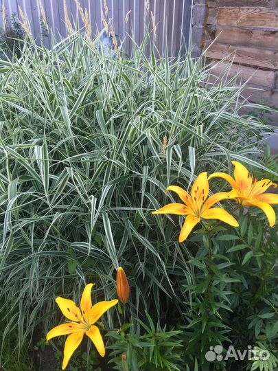 Многолетние цветы для сада