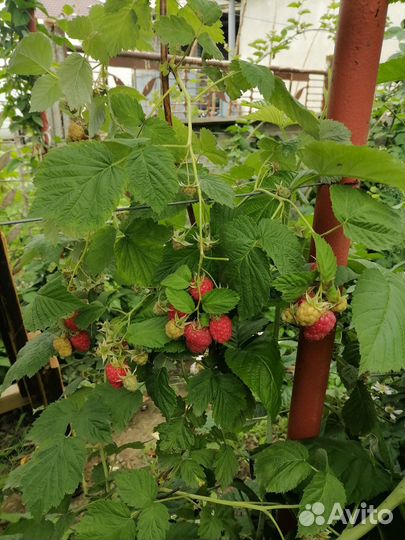 Саженцы малины клубники ежевики 50 р