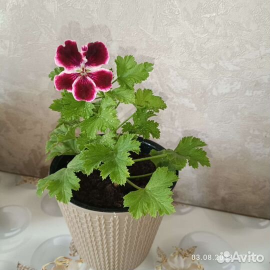 Пеларгония королевская