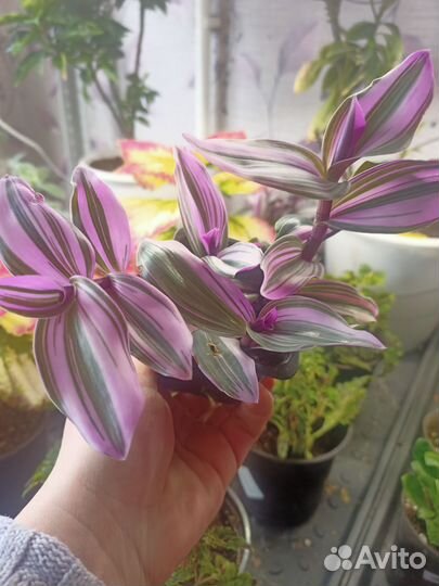 Традесканция нанук