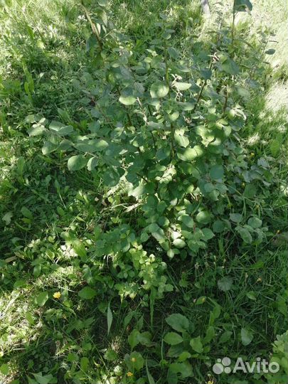 Саженцы малины, сливы, вишни