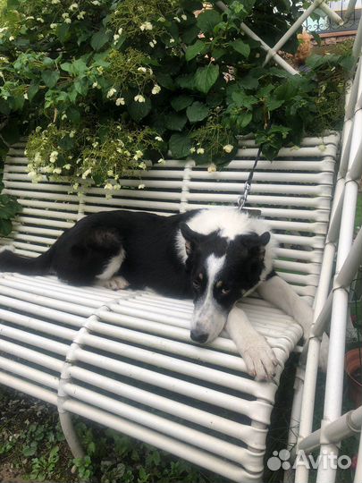 Метис лайки