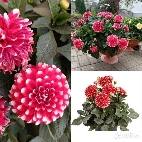 Георгины вегетативные