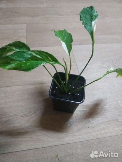 Спатифиллум вариегатный