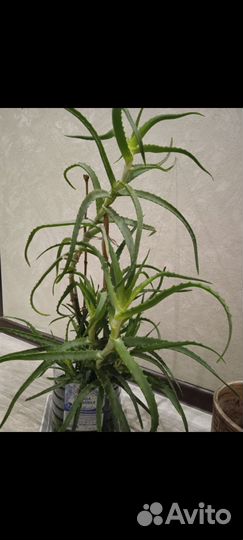 Живое дерево Чихай и Алоэ