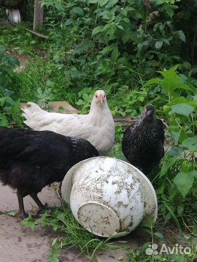 Куры молодки, петушки