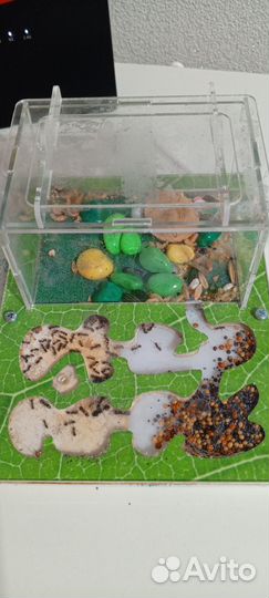 Муравьиная ферма