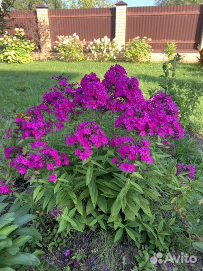 Флоксы сортовые