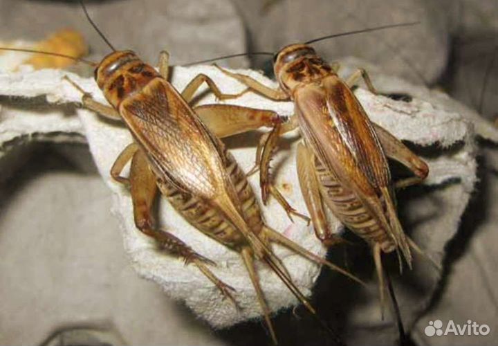 Сверчки и кормовые насекомые