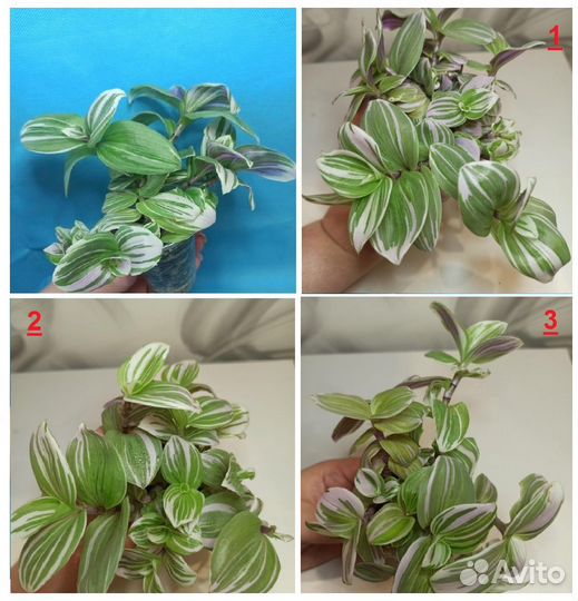 Педилантус,традесканция,фикус,пеларгония,декабрист