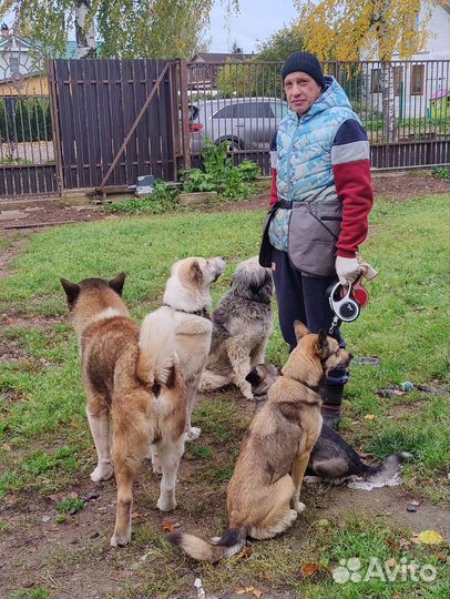 Работа выгул собак