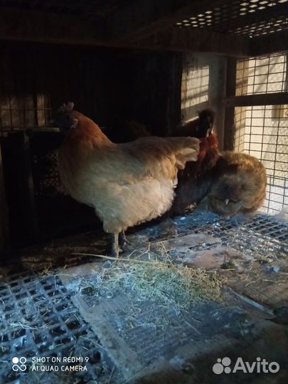 Куры китайские