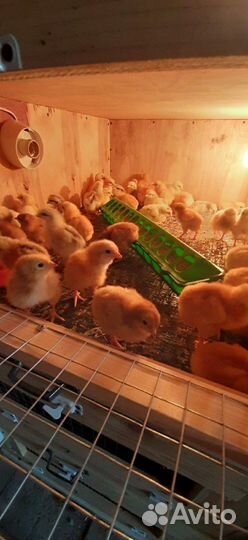 Цыплята, Утята, Индюшата