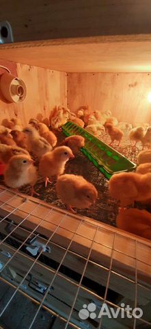 Цыплята, Утята, Индюшата