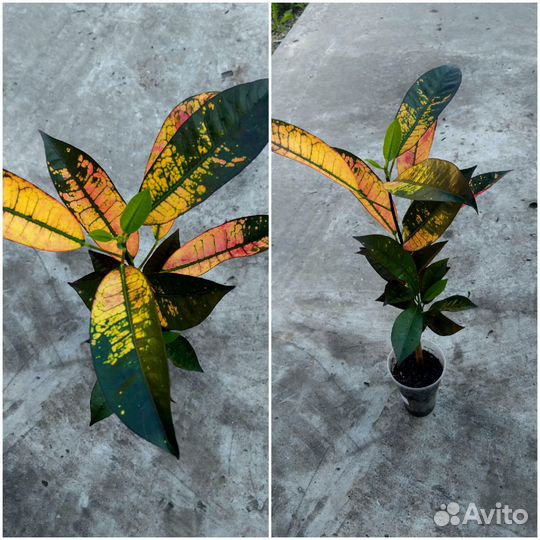 Комнатные растения