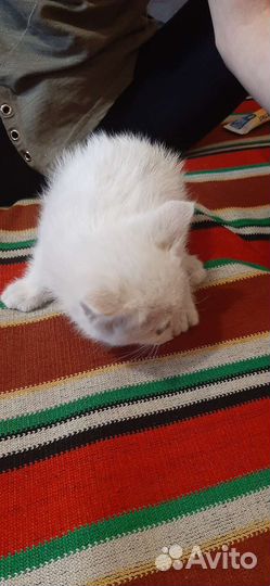 Котята дворянины