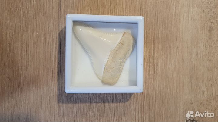 Большой зуб акулы