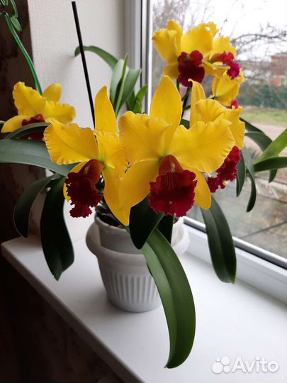 Орхидея каттлея