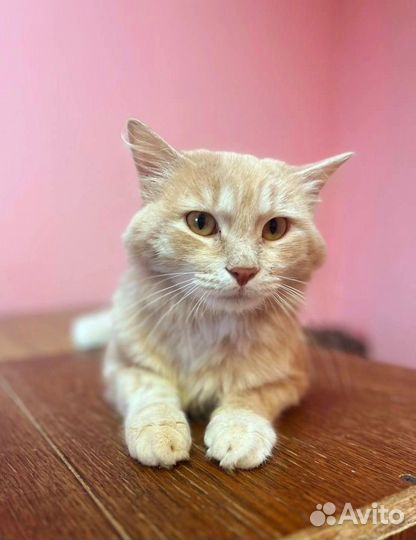 Абрикосовый Абрикос