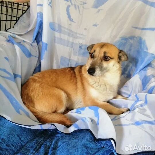 Собака Лисичка