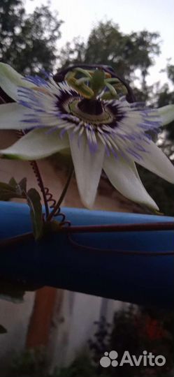 Декоративные кустарники