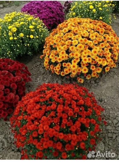 Многолетние цветы