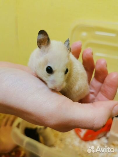 Сирийский хомяк малыш
