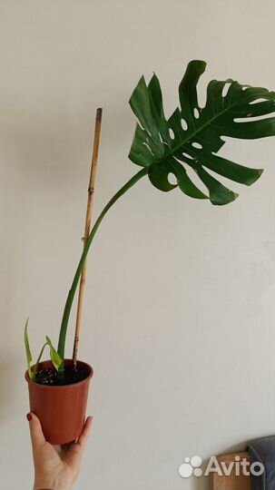 Калатея бьюти стар