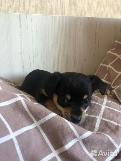 Той-терьер щенки