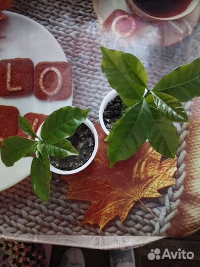 Кофейное дерево(Арабика)