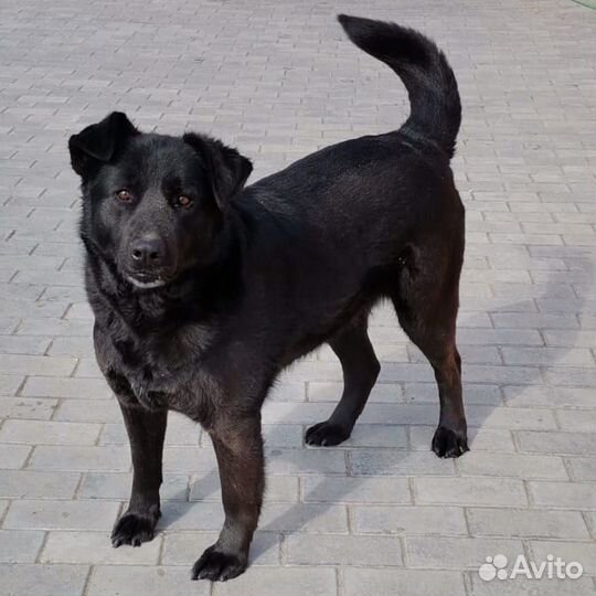 В добрые руки