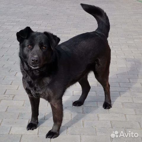 В добрые руки