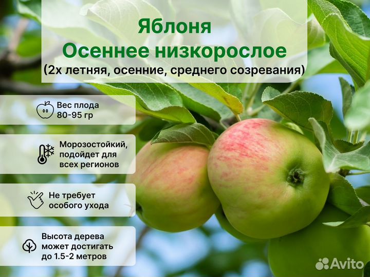 Яблоня Осеннее низкорослое 2х летняя