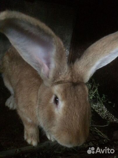 Кролики ризен немецкий великан