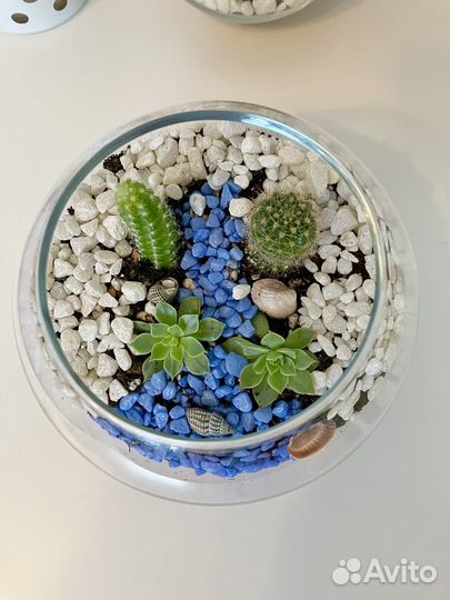 Флорариум с суккулентами