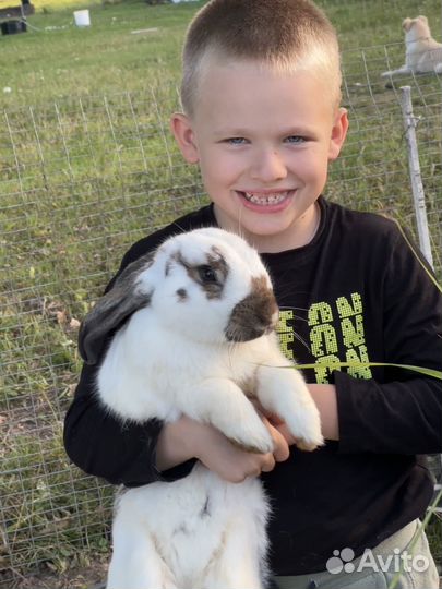 Конные прогулки