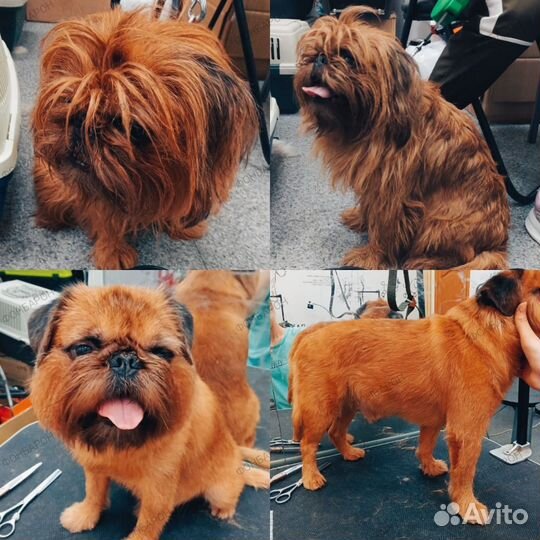 Стрижка собак. Модель на груминг