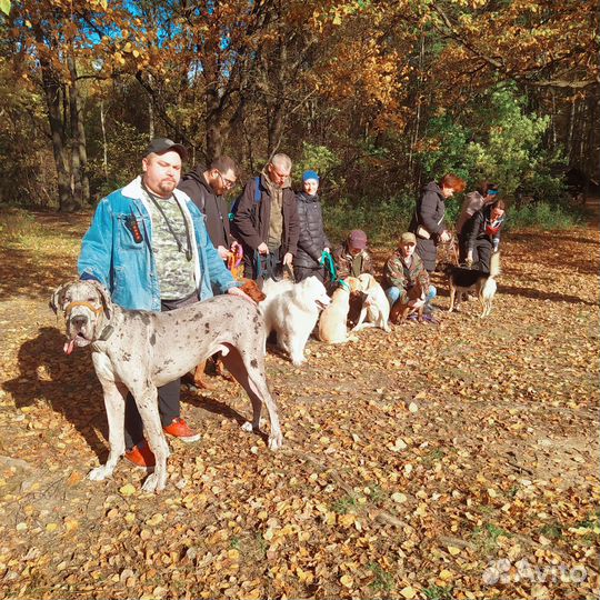 Дрессировка собак. Кинолог. Москва- Тушино