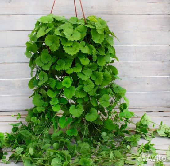 Будра плющевидная саженец, укорененный черенок