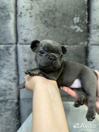 Голубой Французский бульдог девочка