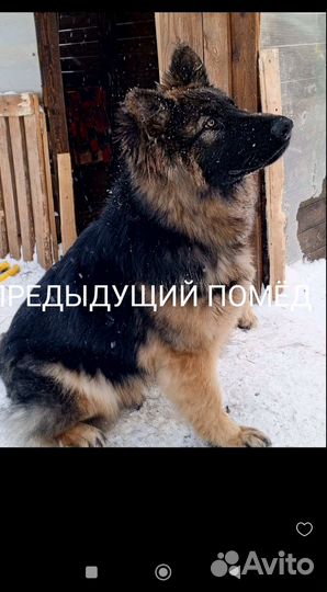 Немецкая овчарка