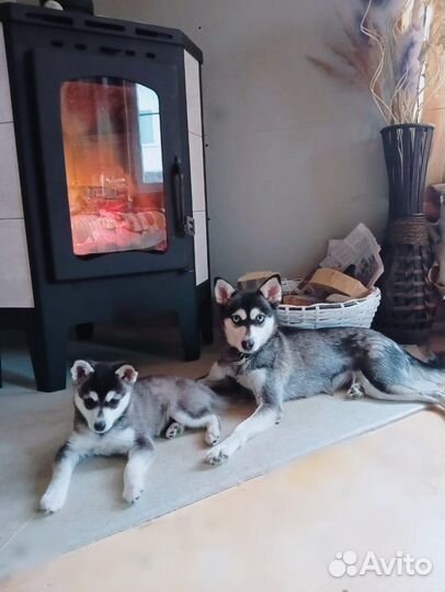 Мини хаски аляскинский кли кай