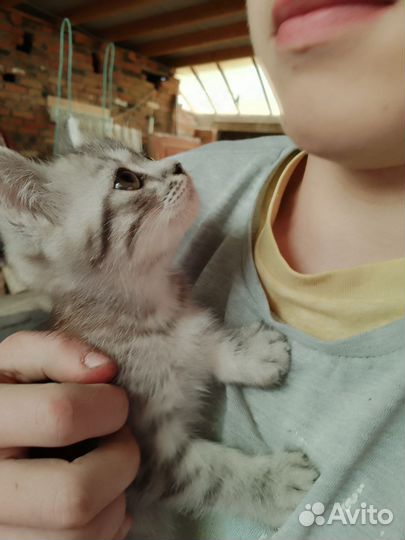 Котенок от породистый кошки