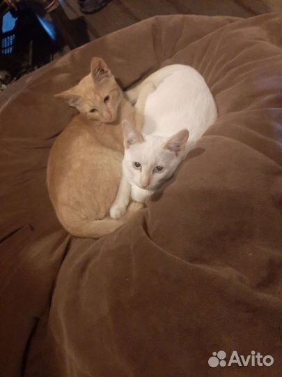 Котята в добрые руки бесплатно