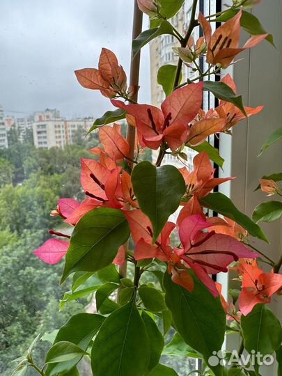 Бугенвиллея