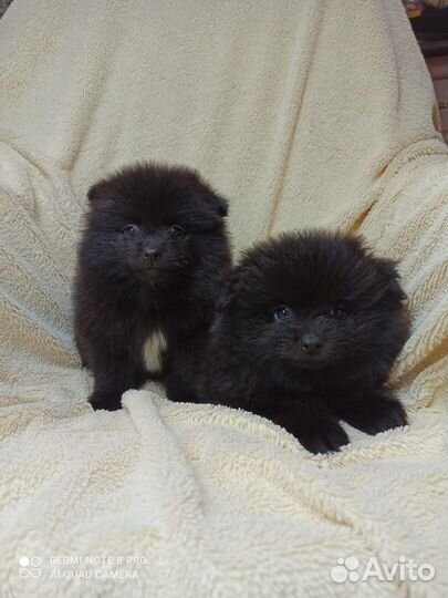 Щенки шпица