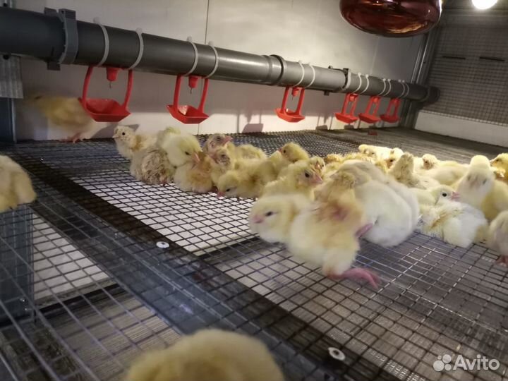 Цыплята бройлеры кобб 500 суточные