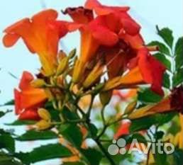 Кампсис, лиана