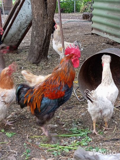 Петух Маран черно медный