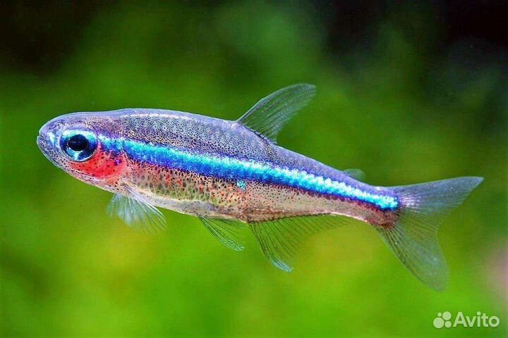 Данио margaritatus